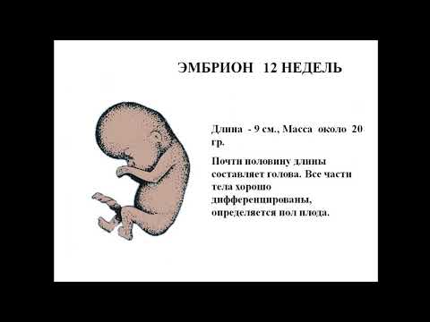 Видео: Внутриутробное развитие плода. Критические периоды в развитии