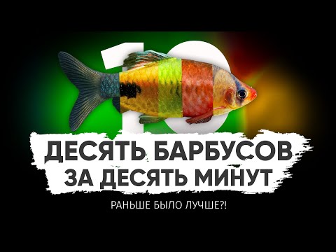 Видео: 10 барбусов за 10 минут. Большая подборка барбусов