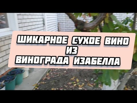 Видео: Шикарное сухое вино из винограда изабелла Elegant dry wine from Isabella grapes