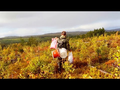 Видео: СЕМЕЙНЫЙ ПРОМЫСЕЛ. СБОР ЯГОД В КАРЕЛИИ. СБОР БРУСНИКИ. ПРИЯТНАЯ НАХОДКА.
