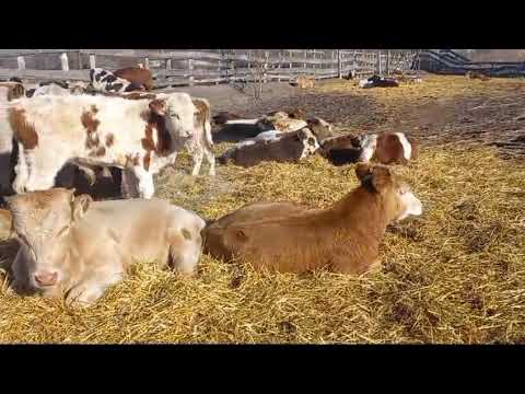 Видео: Ульяновск ..продам бычков мясного направления от 7 месяцев до 12 месяцев 89021269981.вацап вайбер