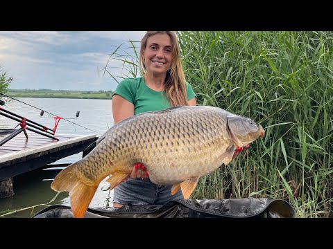 Видео: Огромные карпы кабаны, что реально могут утащить в воду! Монстры Марьевского водохранилища!