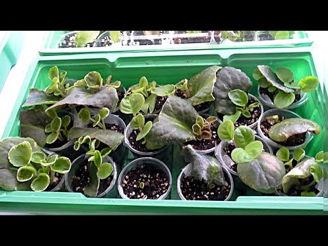 Видео: Размножение фиалки черенками.(часть 3)