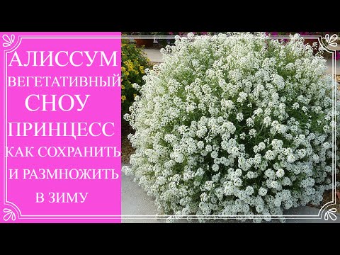 Видео: Об этом цветке мечтает каждый. Он затмит даже петунию. Алиссум Сноу Принцесс. Как сохранить зимой.