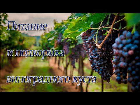 Видео: УДОБРЕНИЕ ВИНОГРАДА.