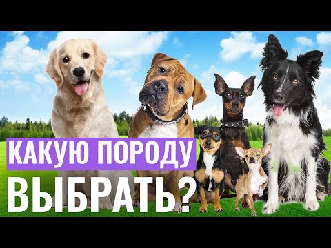 Видео: Как не ошибиться с выбором ПОРОДЫ ПИТОМЦА: Какую породу собак лучше всего заводить? ПОРОДЫ СОБАК