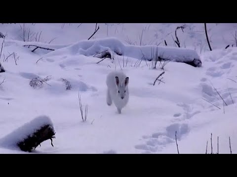 Видео: ИНТЕРЕСНЫЕ МОМЕНТЫ ЗИМНЕЙ ОХОТА НА ЗАЙЦА. Гончие Сигнал, Говоруша, Аргон и Майя вл. Шатров В.А.#топ