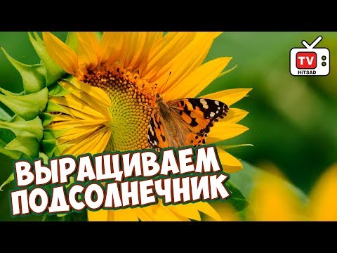 Видео: ПОДСОЛНЕЧНИК Декоративные виды 🌻 Как правильно рассчитать сроки посадки? обзор