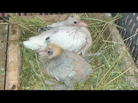 Видео: Докармливание голубят. Корм старт, рост. Когершін балапандарын тамақтандыруы. #голубеводство