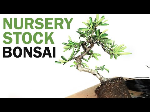 Видео: Бонсай из питомника для начинающих — бонсай из пираканты