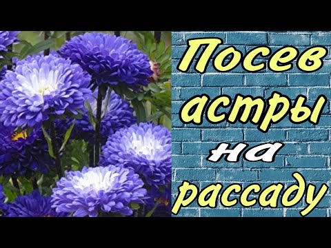 Видео: Посев астры.