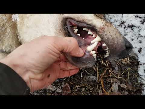 Видео: Охота на волка петлями, осень 2020/Wolf hunt loop, fall 2020