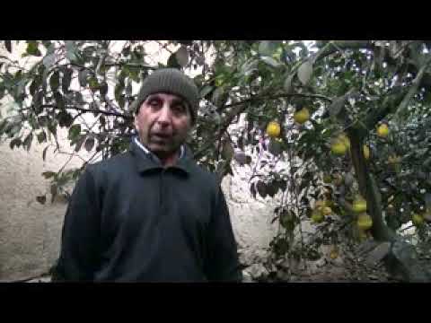 Видео: Парвариши лиму  -  Фархор