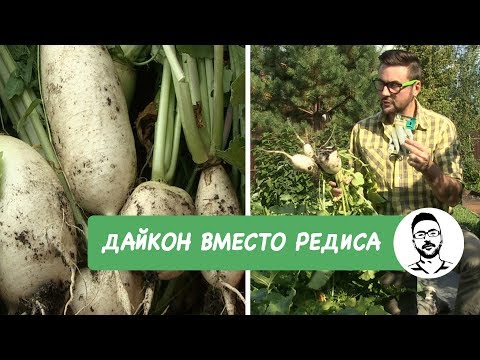 Видео: ДАЙКОН ВМЕСТО РЕДИСА!