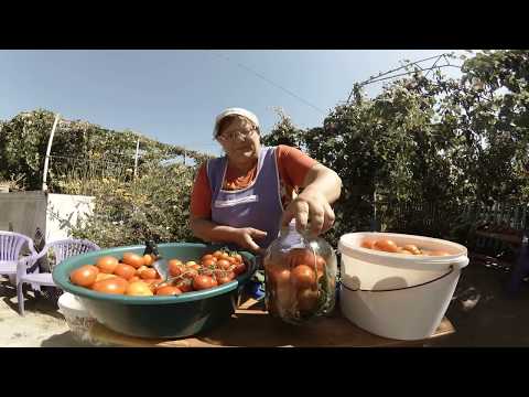 Видео: ОХРЕНЕННЫЕ КВАШЕНЫЕ ПОМИДОРЫ с яблоками и арбузами