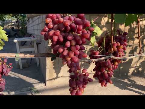 Видео: Краткий обзор форм винограда 22Г55(Малиновый туман) и Джокер.