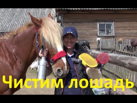 Видео: Чистка лошади