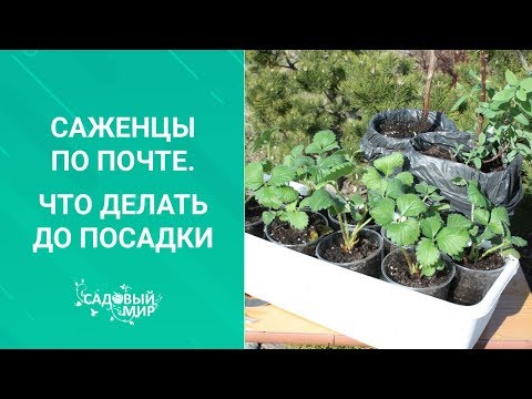 Видео: Саженцы по почте.  Что делать до посадки?