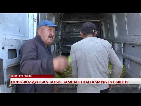 Видео: Атайын чыгарылыш \ Ысык-Көлдүн бал татып, тамшаткан алмуруту бышты