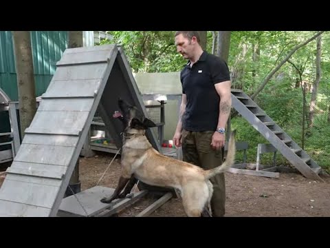 Видео: ДТ - 444. Итоги ускоренного спецкурса: от агрессии до чёткой работы. Малинуа.
