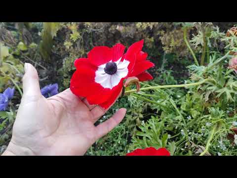 Видео: Садовый обзор в чудесный октябрьский денек.