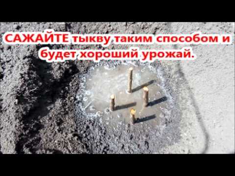 Видео: ТЫКВА. Посев семян тыквы в открытый грунт без заморочек. Сезон 2025: Посадка тыквы на хороший урожай