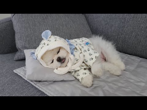 Видео: Глядя на милую собачью одежду / Собираем собачий гардероб