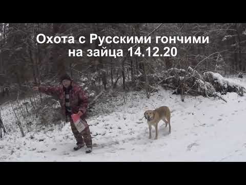 Видео: Охота на зайца с Русскими гончими  14 12 20