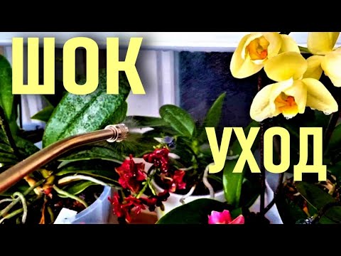 Видео: 💧💧В ШОКЕ ОТ ТАКОГО УХОДА ЗА ОРХИДЕЯМИ! ШОКИРУЮЩИЕ ОПРЫСКИВАНИЯ ОРХИДЕЙ И РЕЗУЛЬТАТ👍! ВОДА И ОРХИДЕИ!
