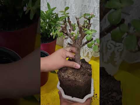 Видео: N⁰-265. Гулларни тувакга тугри кучириш...