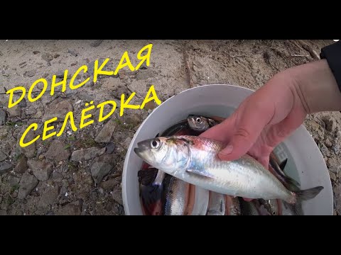 Видео: Ловля селедки на Дону. Снасть на селедку и как ее ловить. Шикарная апрельская рыбалка в Пухляковке.