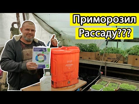 Видео: Как спасти подмерзшие кусты томатов