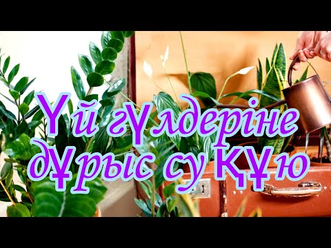 Видео: Үй гүлдеріне қалай дұрыс су құю керек. Гүлдер әлемі. Гүлдерге су құю әдісі.