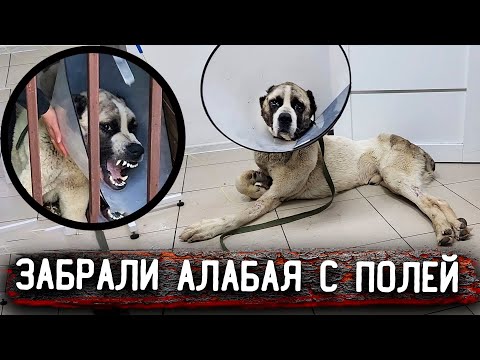 Видео: ОСТАНОВИЛОСЬ дыхание, привезли его домой, в клинике отказались переливать кровь, он умирает. 3 часть
