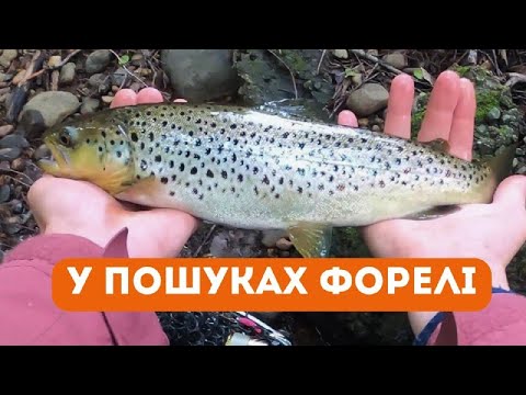 Видео: ДИКА ФОРЕЛЬ У ЦЕНТРІ МІСТА!A Wild Trout in Downtown!Discovering city streams.English subtitles.Trout