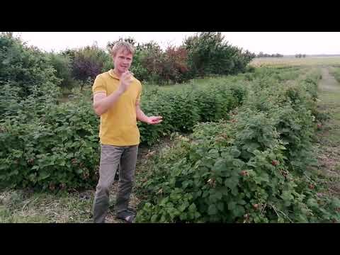 Видео: Пшехиба