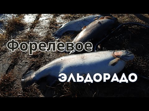 Видео: Форель На Каждом Забросе!