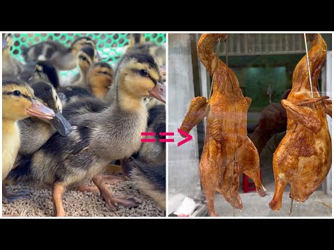 Видео: 80 дней выращивания уток для бизнеса - Как вырастить уток из утят.