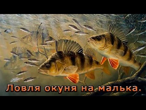 Видео: Ловля окуня на малька. Весенняя проба.
