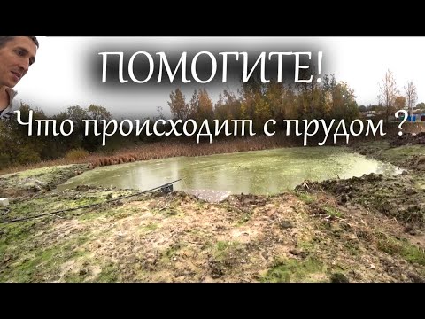 Видео: ЖЕСТЬ! Цветение воды в пруду. Мутная и  зелёная вода. Ряска и тина