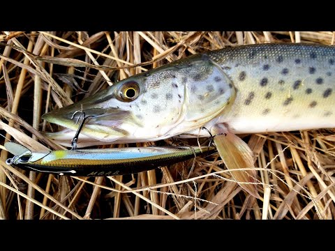 Видео: День Шнурка.Река Илистая.