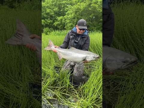 Видео: Ловля ЧАВЫЧИ на Камчатке. #нахлыст #камчатка #чавыча #рыбалка #flyfishing #kamchatka #бигривер