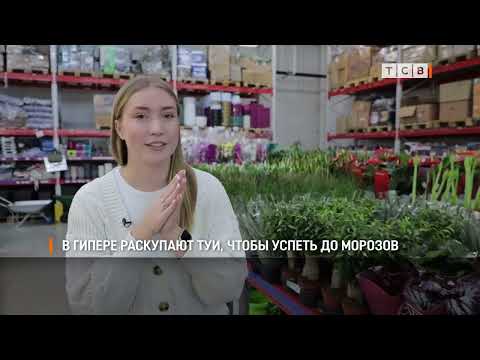 Видео: В гипере раскупают туи, чтобы успеть до морозов