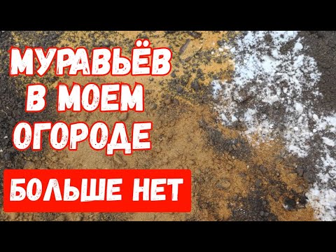 Видео: МУРАВЬИ не любят ЭТО пара КАПЕЛЬ и они уйдут! СУПЕР СПОСОБ ИЗБАВИТСЯ ОТ ТЛИ, 7 эффективных средств