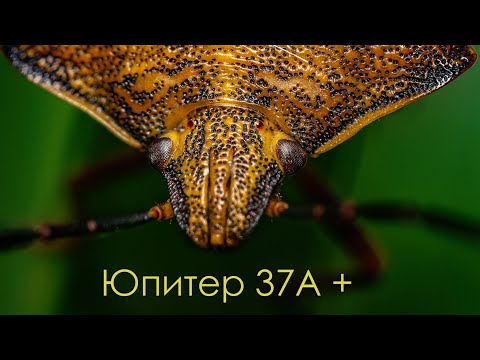 Видео: Юпитер 37А   для МАКРО !