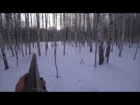 Видео: Охота на зайцев с гончей.Попал или нет?!Тайга не вышла из сугроба
