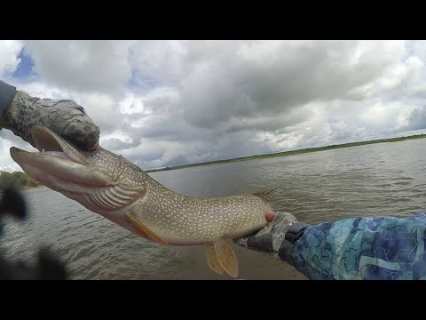 Видео: Рыбалка в Томской области Парабель