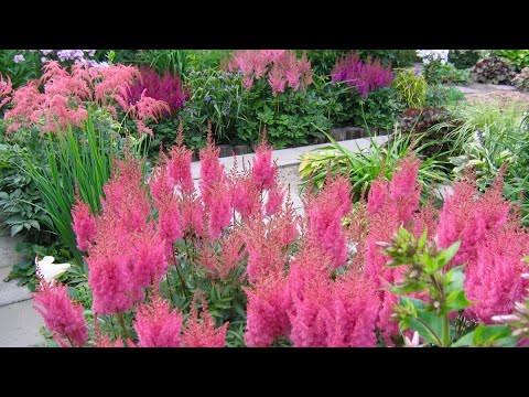 Видео: АСТИЛЬБА ДЛЯ ТЕНИСТОГО САДА И ПОЛУТЕНИ. ОБЗОР СОРТОВ. Plants for a shady garden. Astilba.