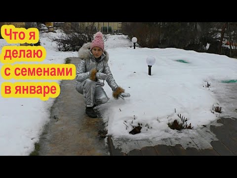 Видео: Универсальная стратификация для всех семян