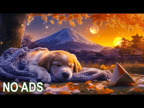 Видео: 2 часа расслабляющей музыки для собак 🎶 Успокаивающие тона, которые снимают беспокойство, успокаива